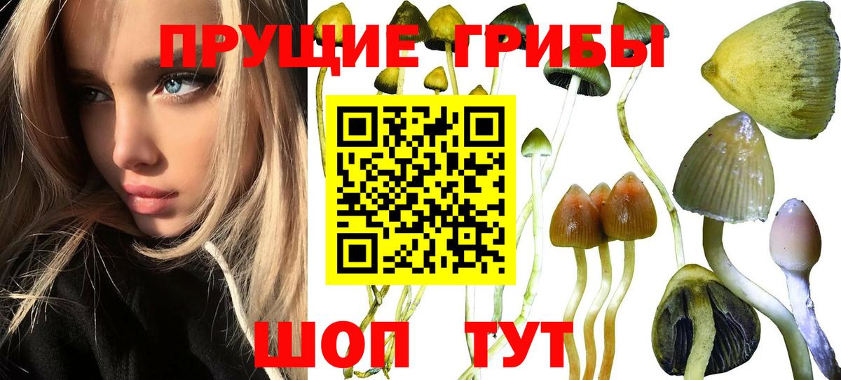 Галлюциногенные грибы прущие грибы  Вход с VPN  Моздок 